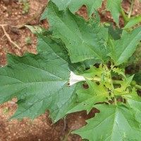 <i>Datura stramonium</i>  L.